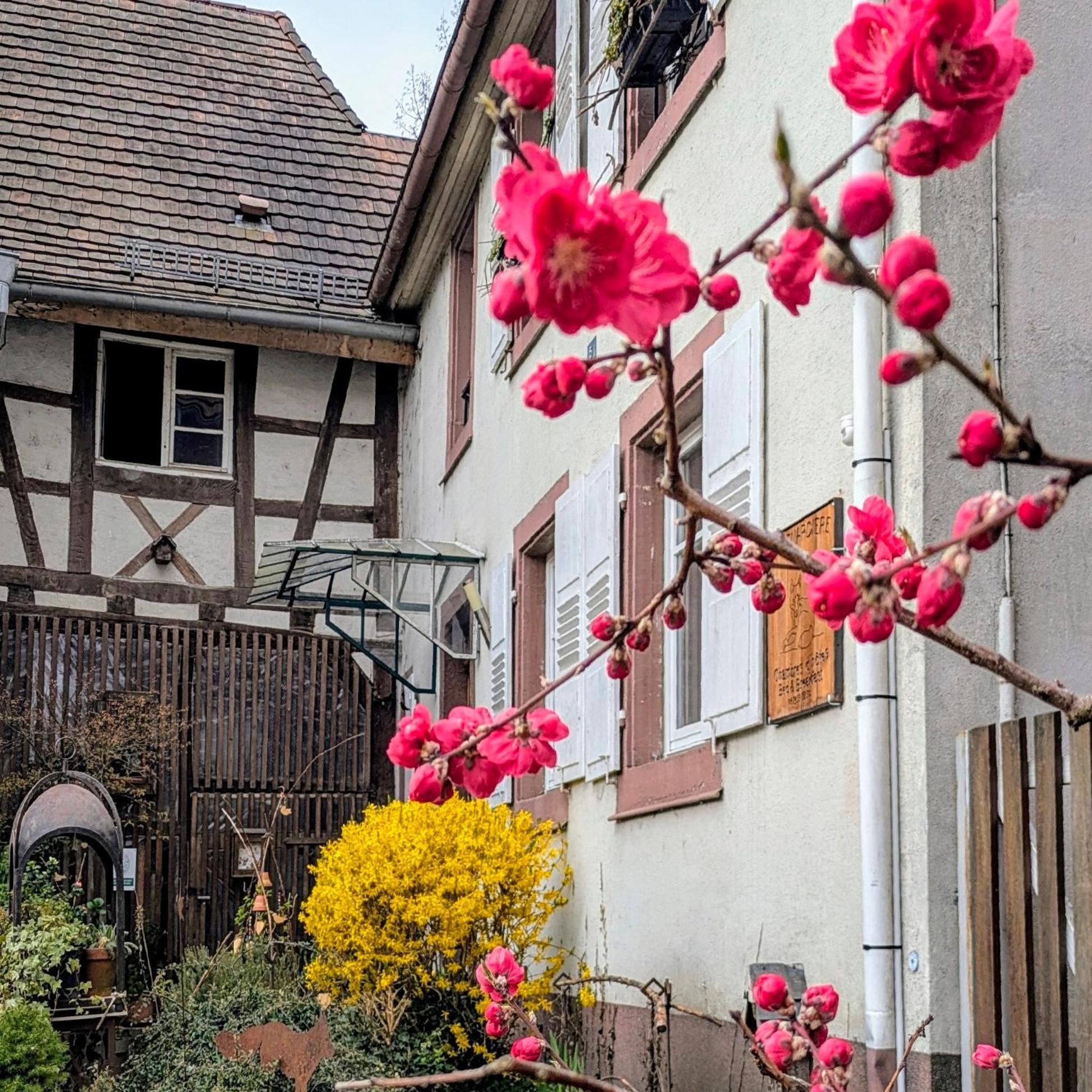 La Renardiere Reichshoffen Luaran gambar